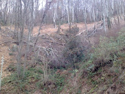 Alberi-Sette-2.jpg