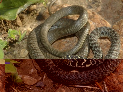 biaccojuv2.jpg