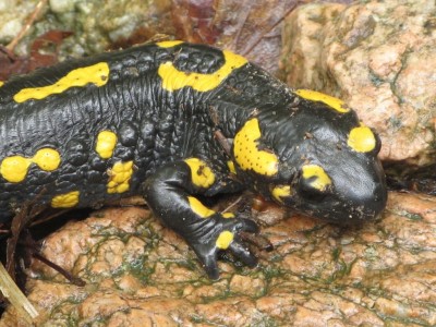 salamandra1.JPG
