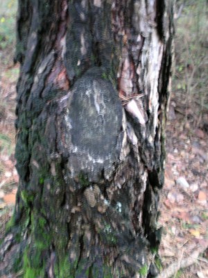 DSCN0189-4.jpg