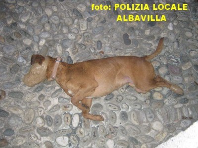 Cane UCCISO.jpg