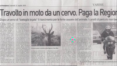 travolto.dal.cervo.jpg