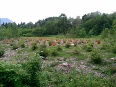 Piante-1.jpg