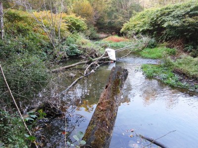 Margorabbia 2.JPG