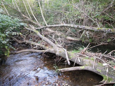 Margorabbia 3.JPG