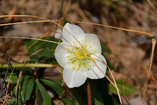 L'elleboro Helleborus niger1.JPG