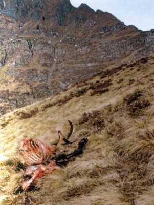 Capra_sbranata.jpg