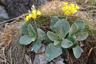 Primula a.r.JPG