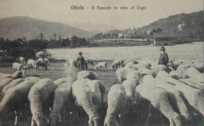 Ghirla pecore al pascolo.jpg