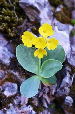 ridprimula auricola3.JPG