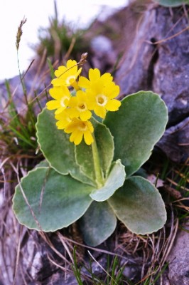 ridprimula auricola5.JPG