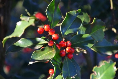 rid bacche Ilex aquifolium.JPG