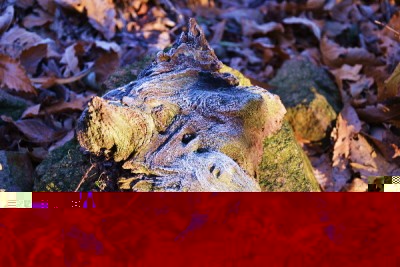 ridradici scolpite.JPG