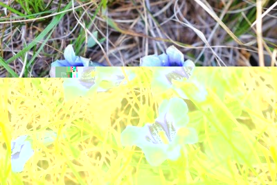 ridgenziana5.JPG
