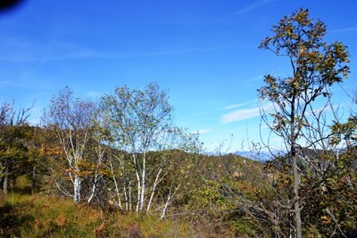 autunno in Martica.jpg