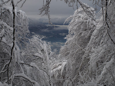 Tra-gli-alberi-3.jpg