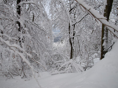 Tra-gli-alberi-2.jpg