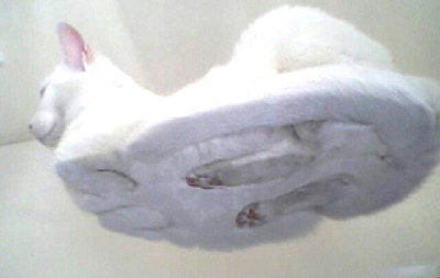 hovercat.jpg