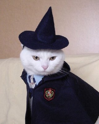 Gatto mago.jpg
