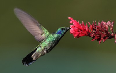 Colibrì.jpg