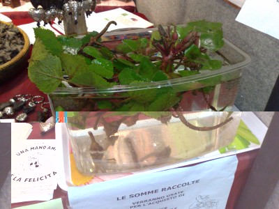 piante di lagane