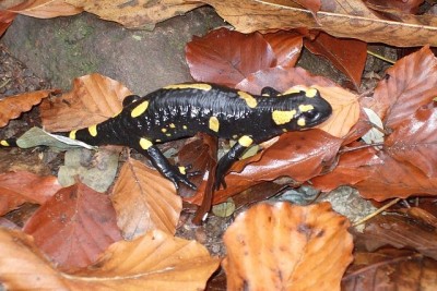 Salamandra nei boschi di Cunardo.
