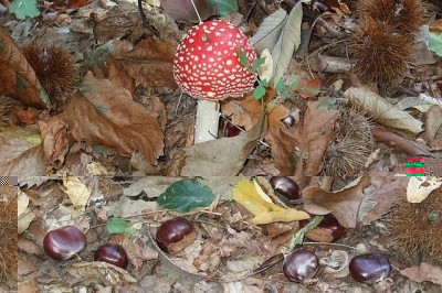 DSCF5177.JPG