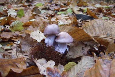 DSCF6271.JPG