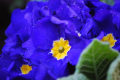 fiori di Boarezzo in primavera