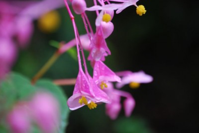 Begonia nel mio giardino