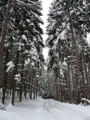 13-la-magia-del-bosco.jpg
