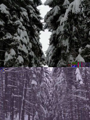 1-la-magia-del-bosco.jpg