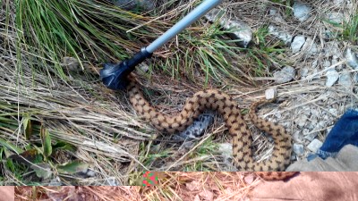 Bloccata delicatamente con il bastone