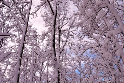 ridbosco innevato2.JPG