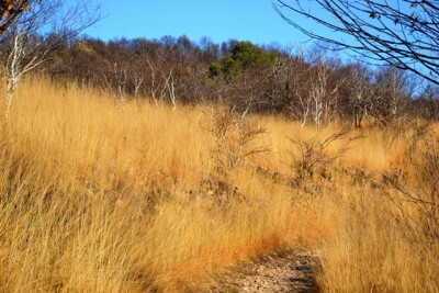 Erba essiccata.