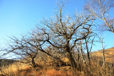 Alberi spogli.