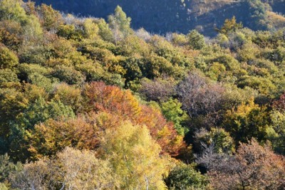 Bosco d'autunno.