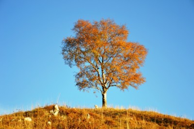 Betulla con colori autunnali.