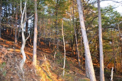 Il bosco all'alba.