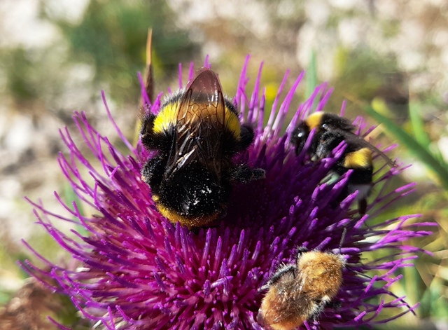 Bombi anche impollinatori