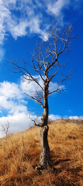 albero secco