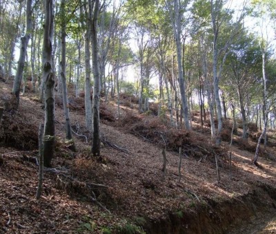 DSC02010.jpg